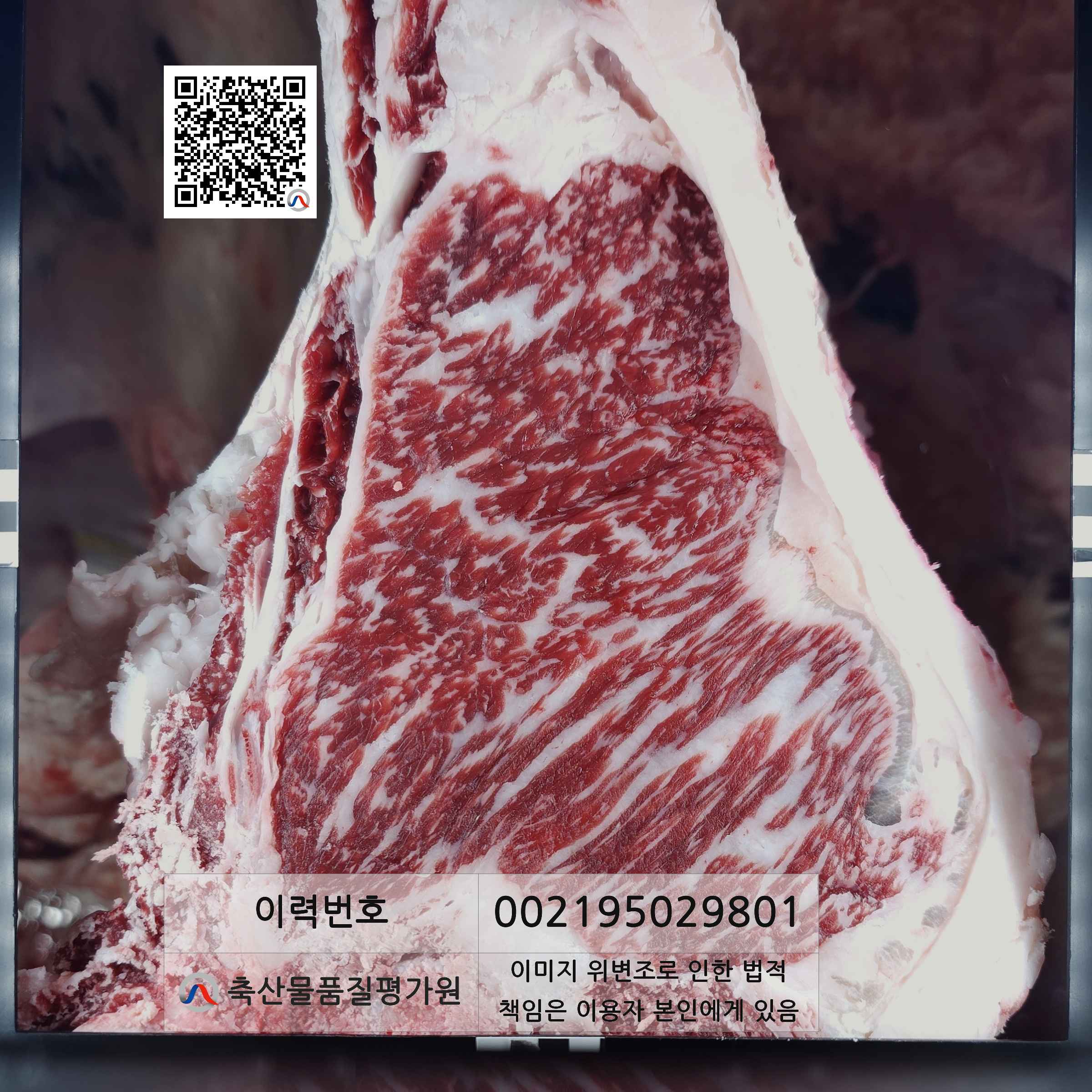등심단면적 사진