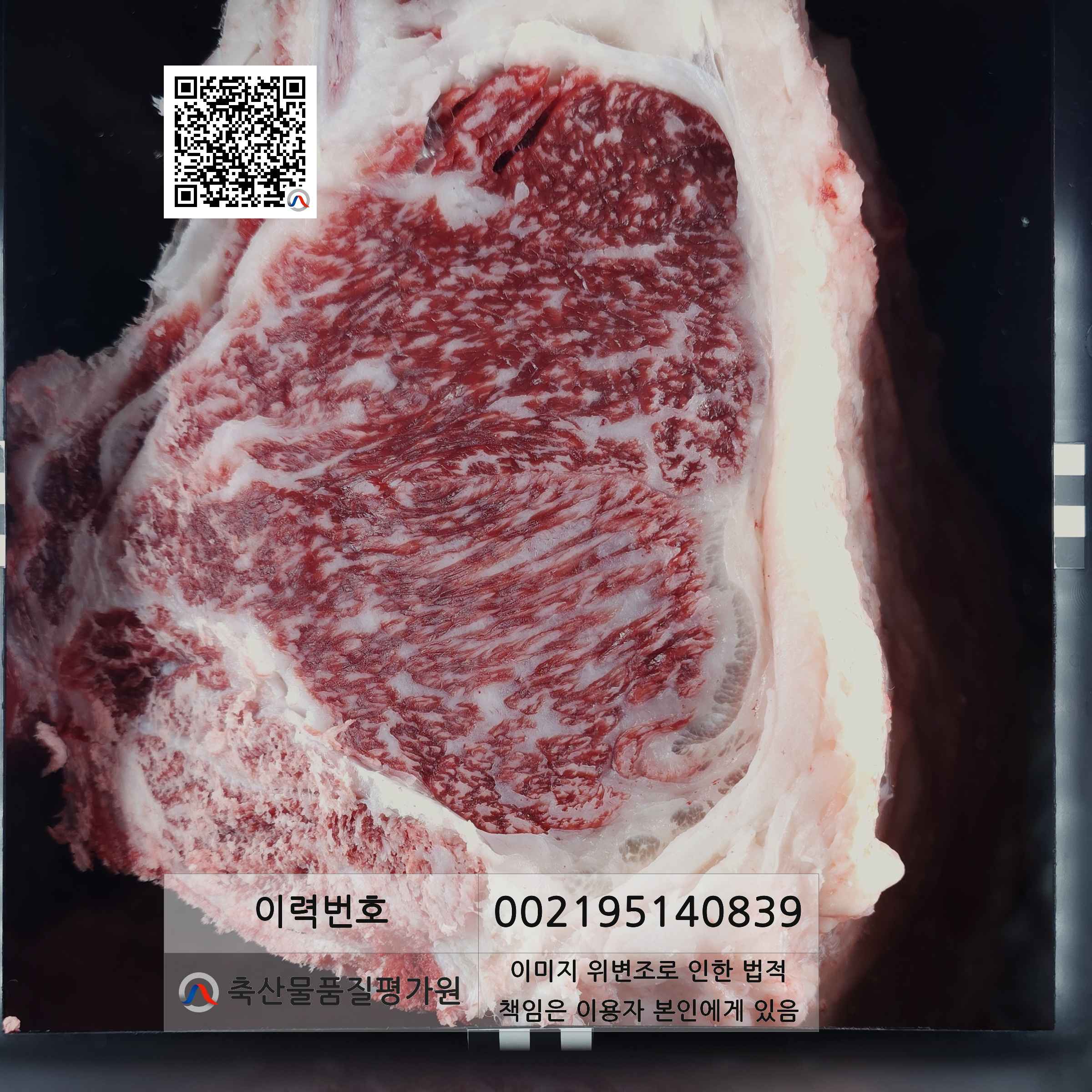 등심단면적 사진
