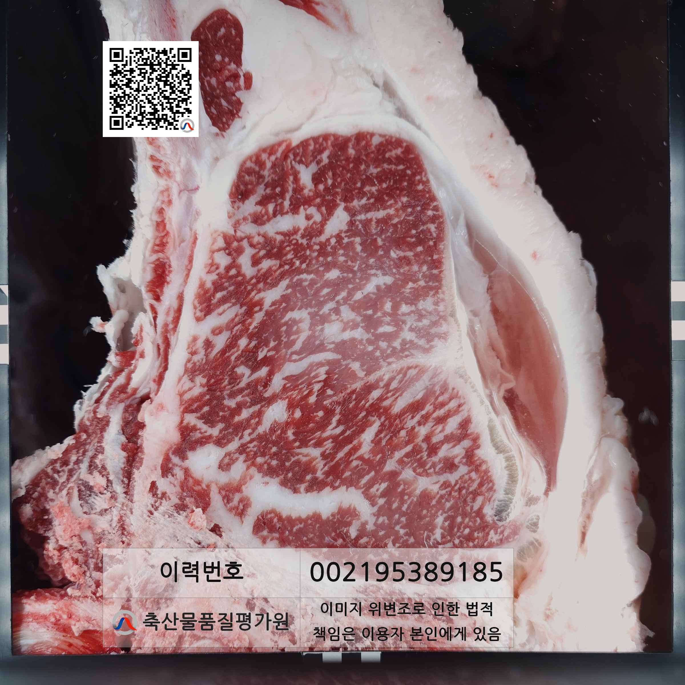 등심단면적 사진