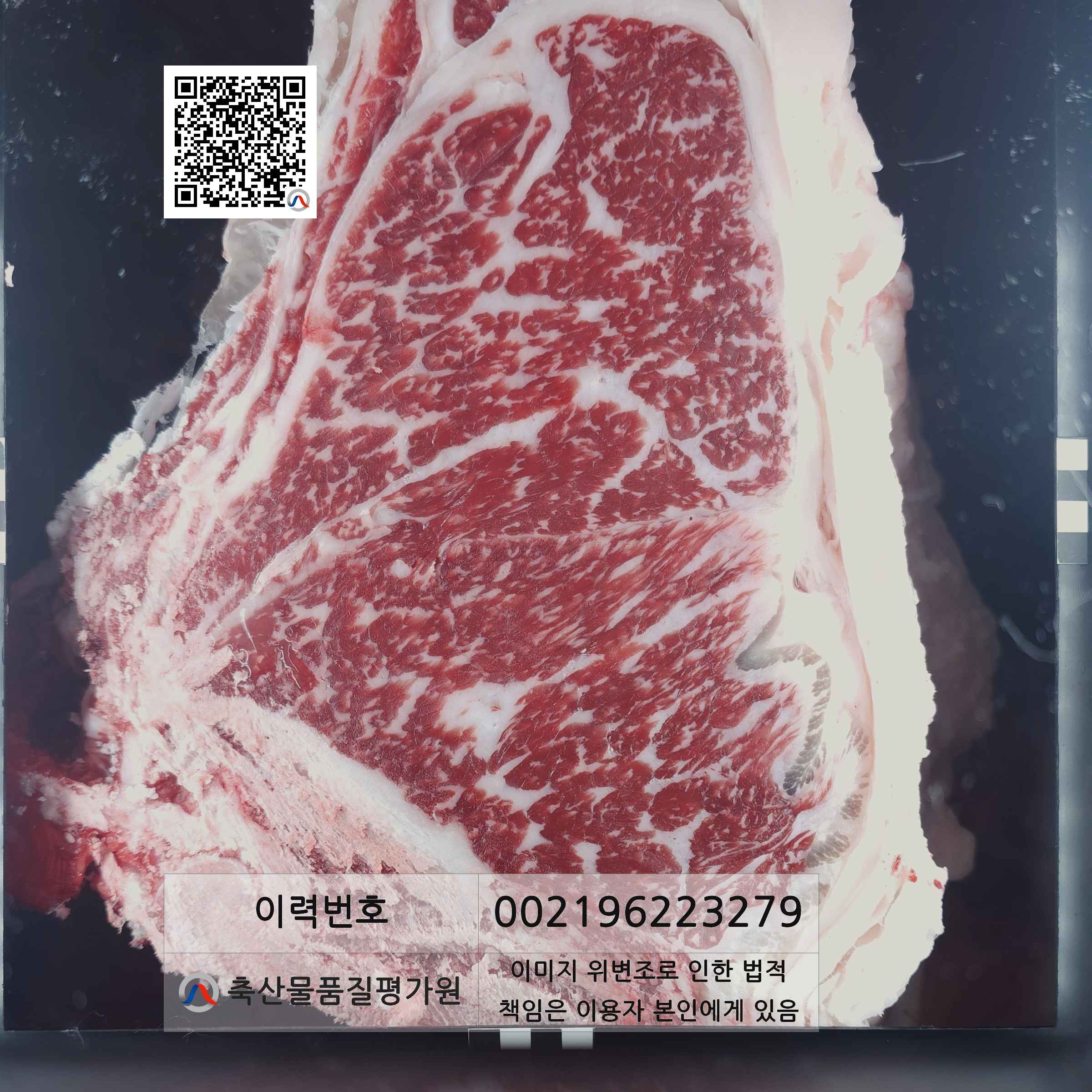 등심단면적 사진