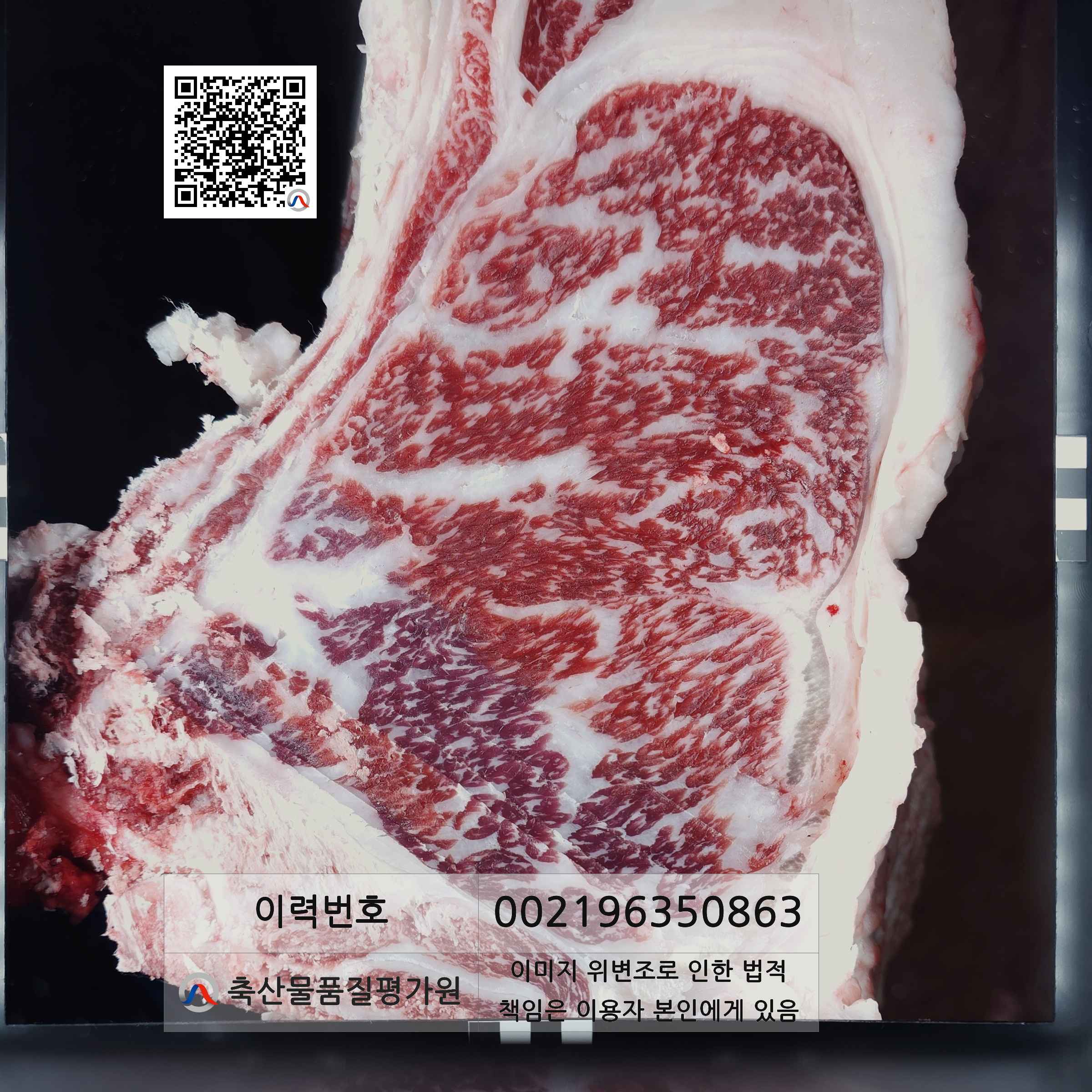 등심단면적 사진