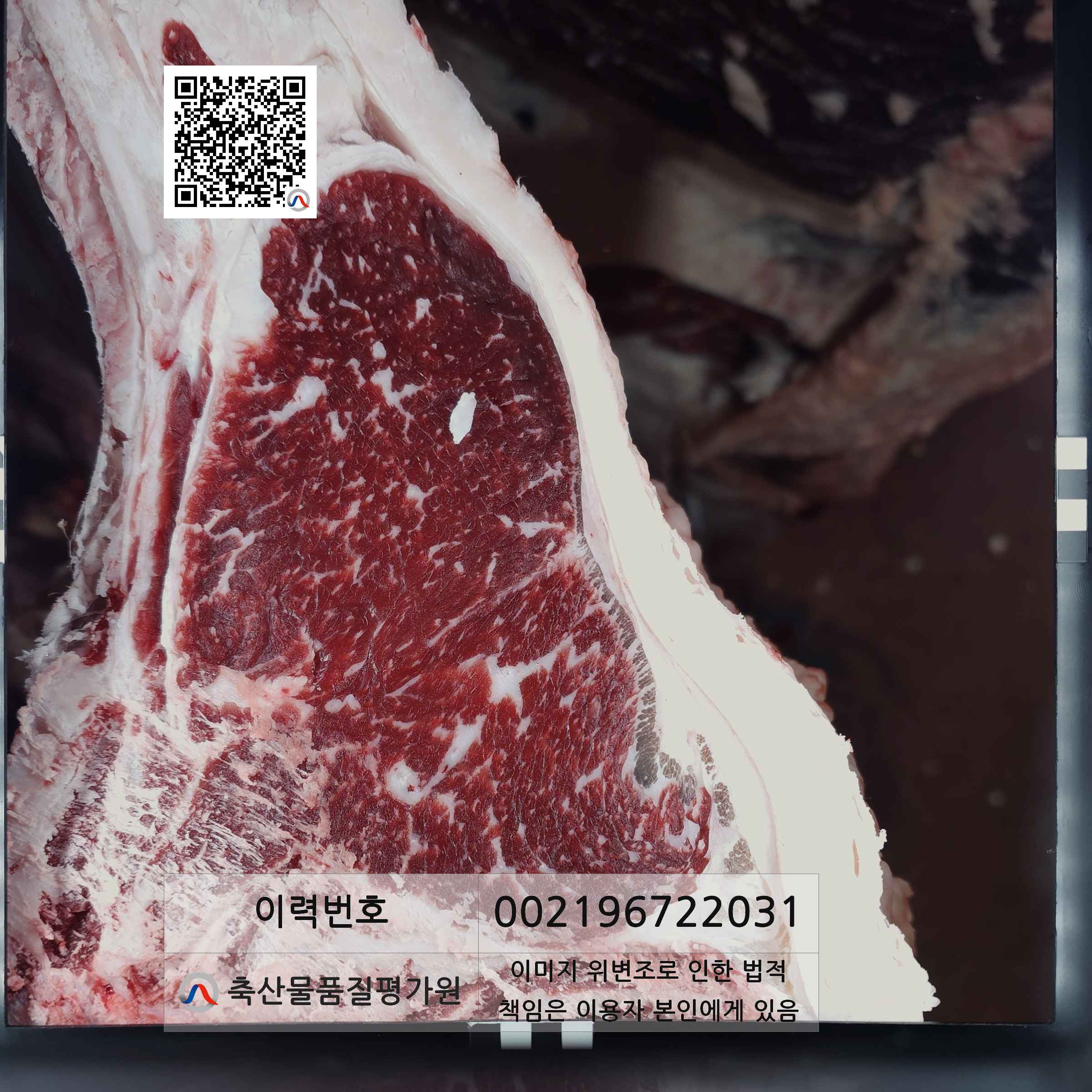 등심단면적 사진
