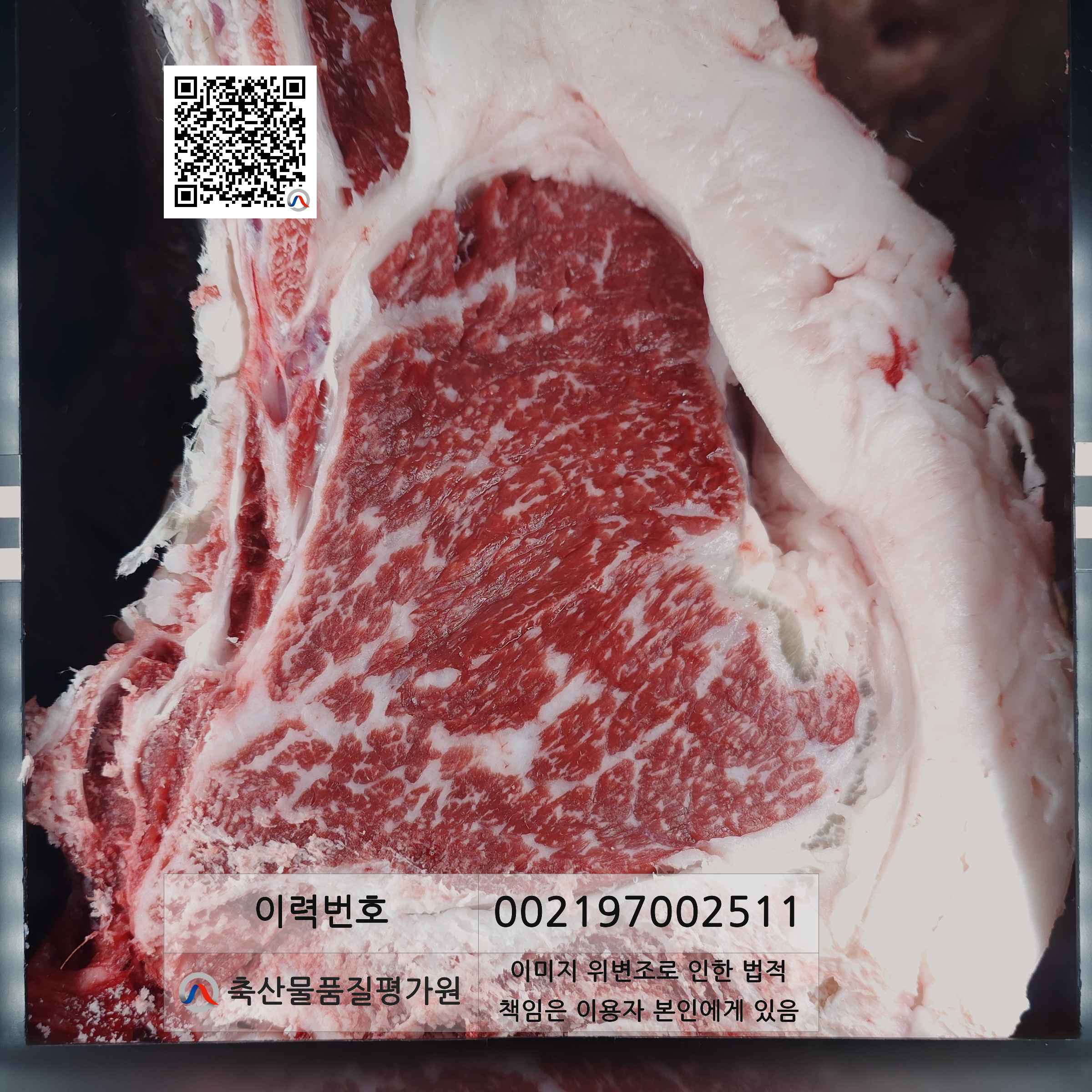 등심단면적 사진