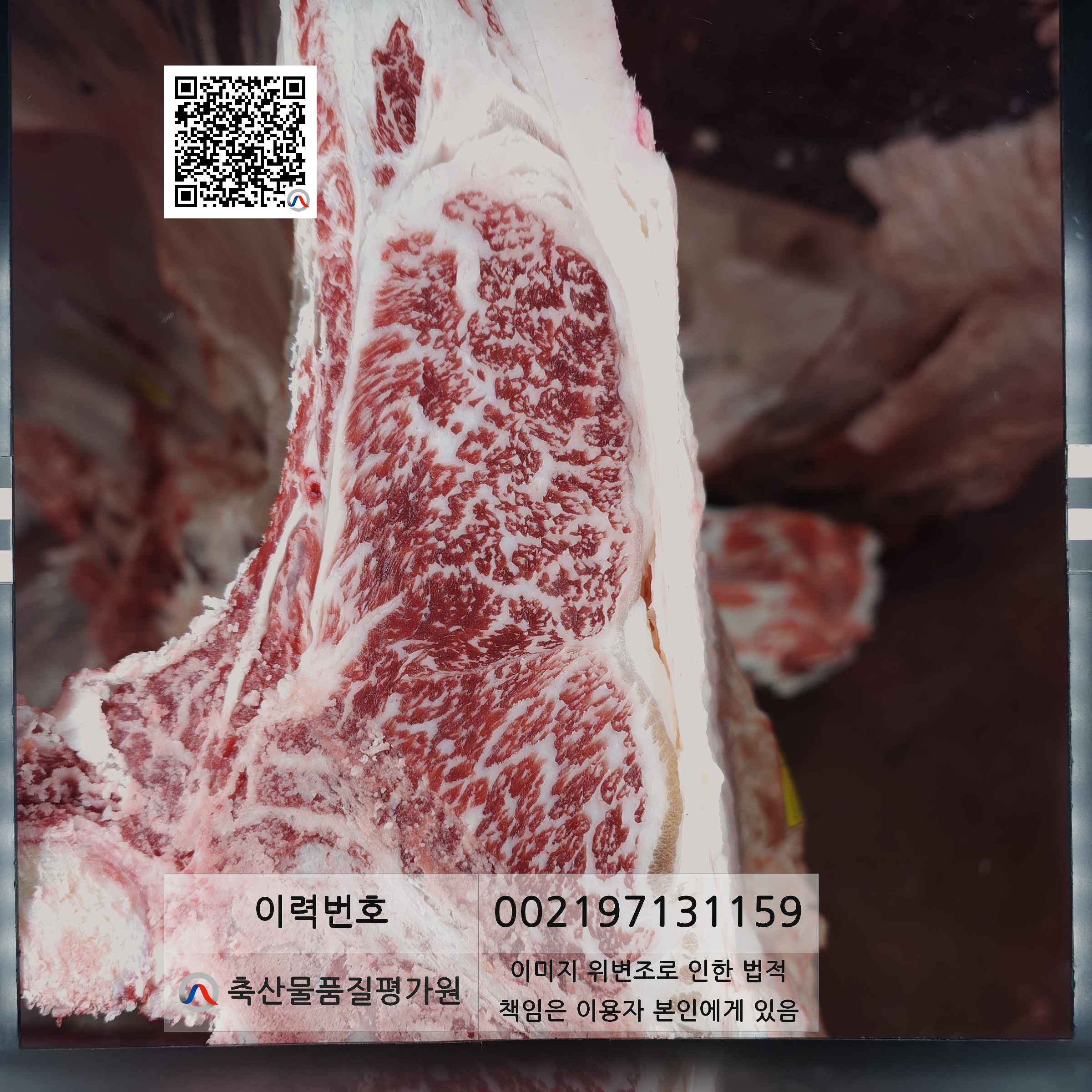등심단면적 사진