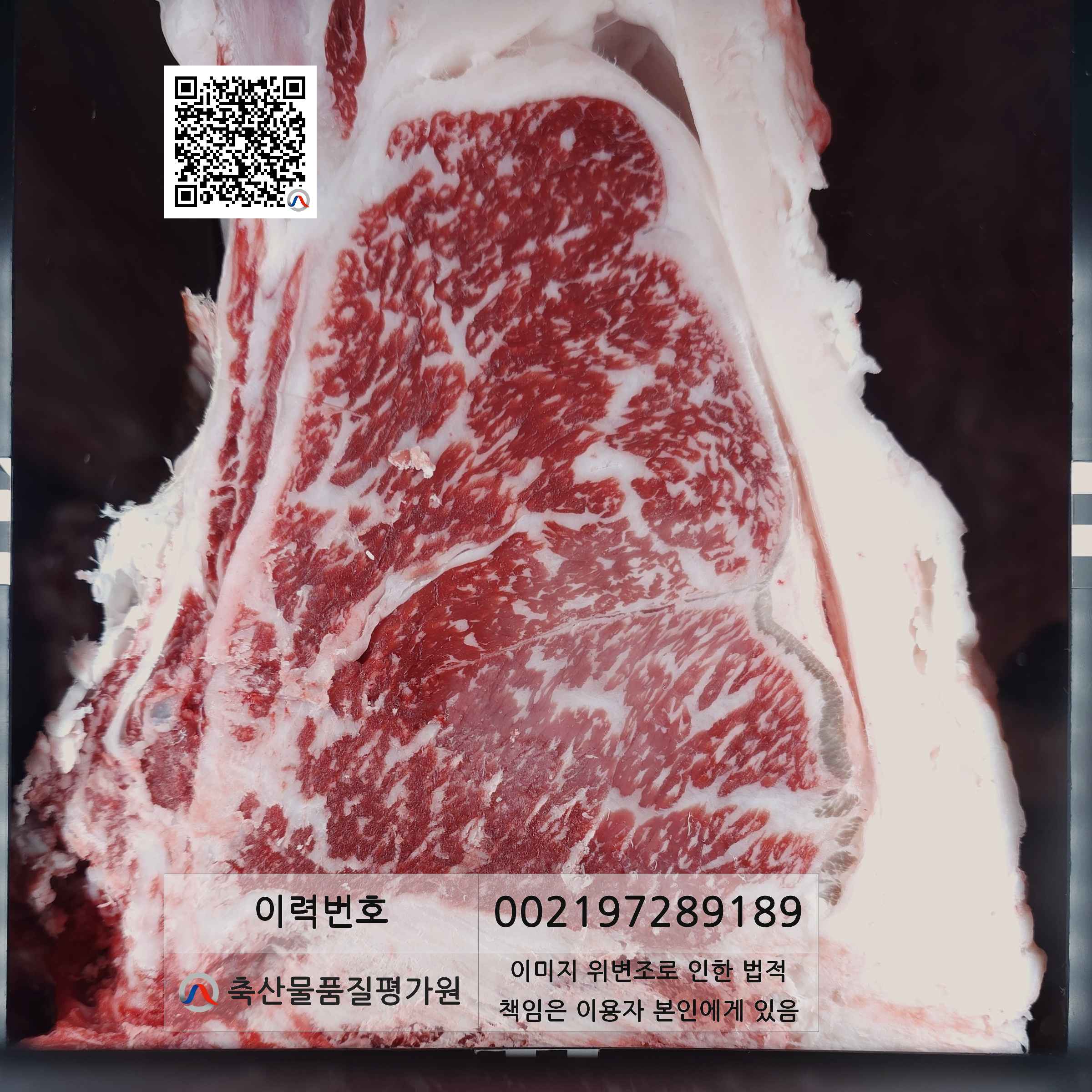 등심단면적 사진