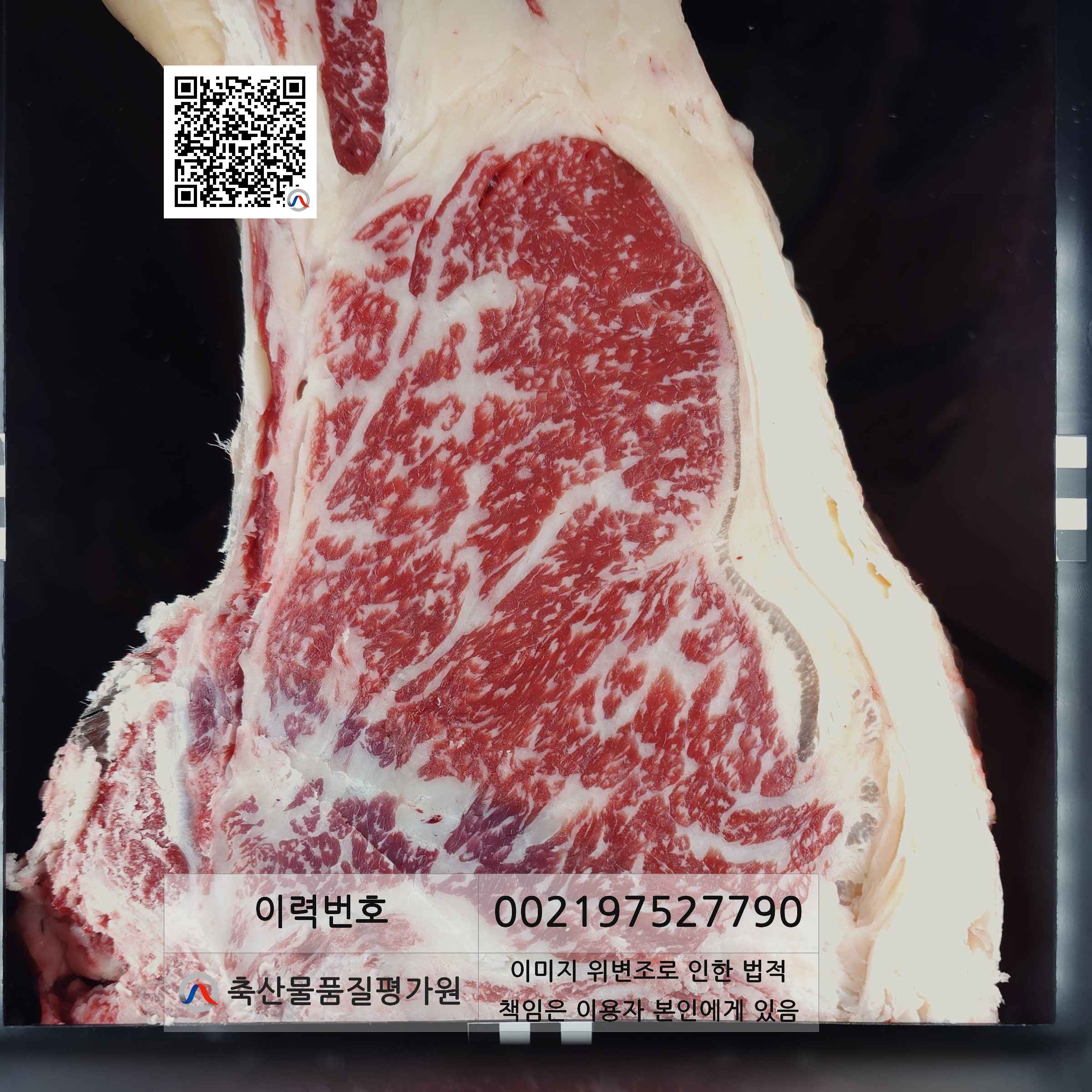 등심단면적 사진