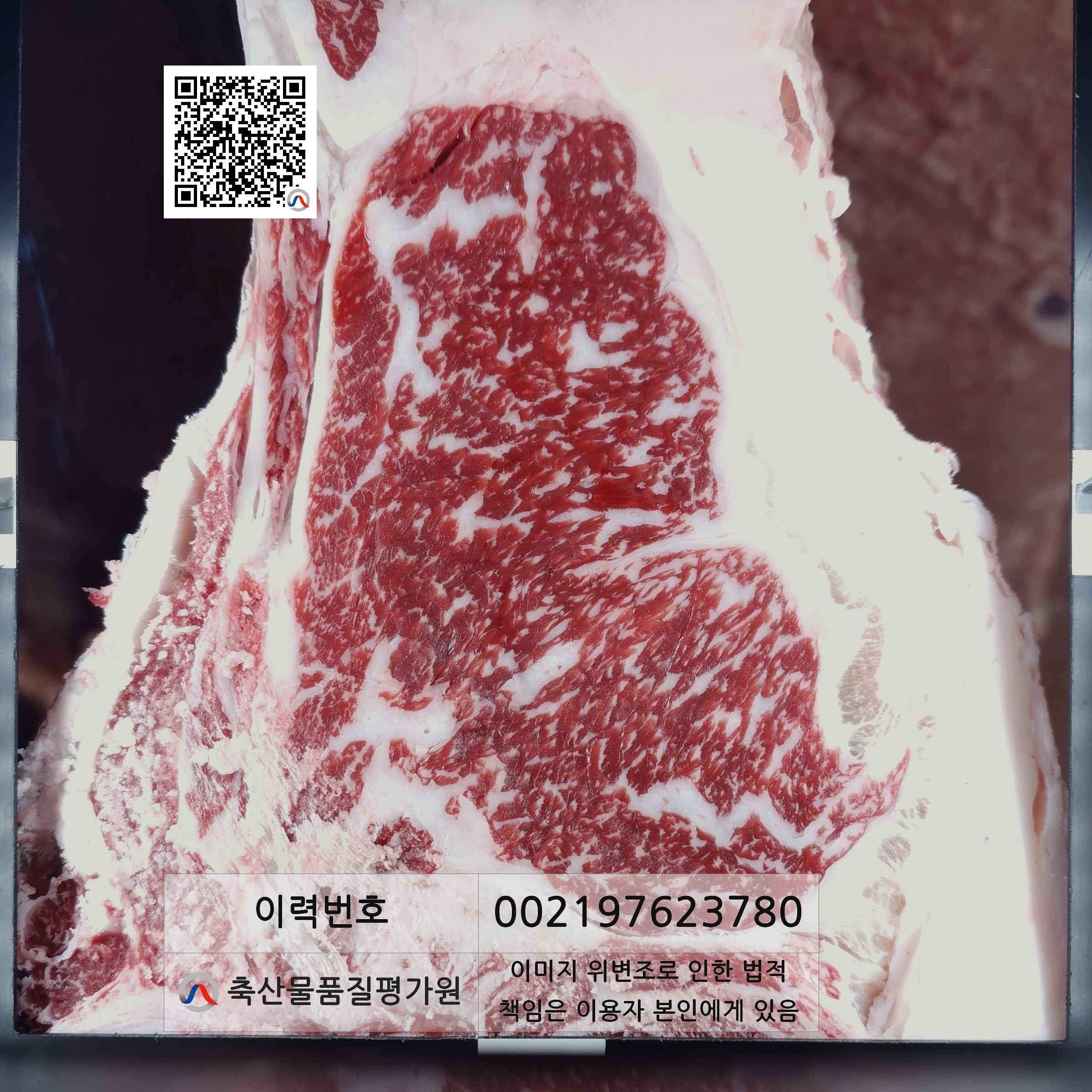 등심단면적 사진