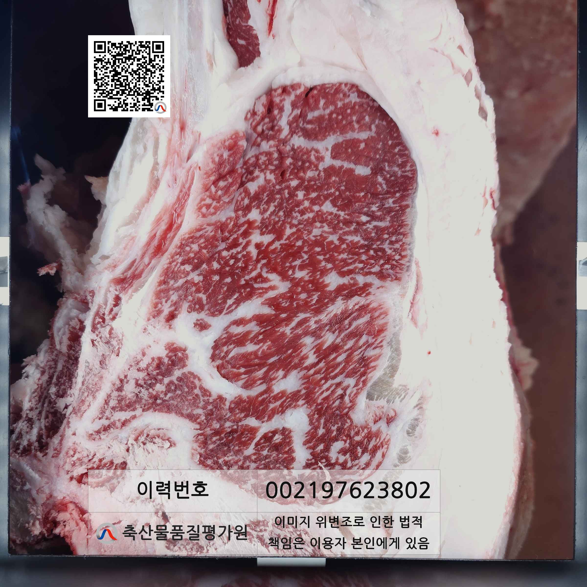 등심단면적 사진