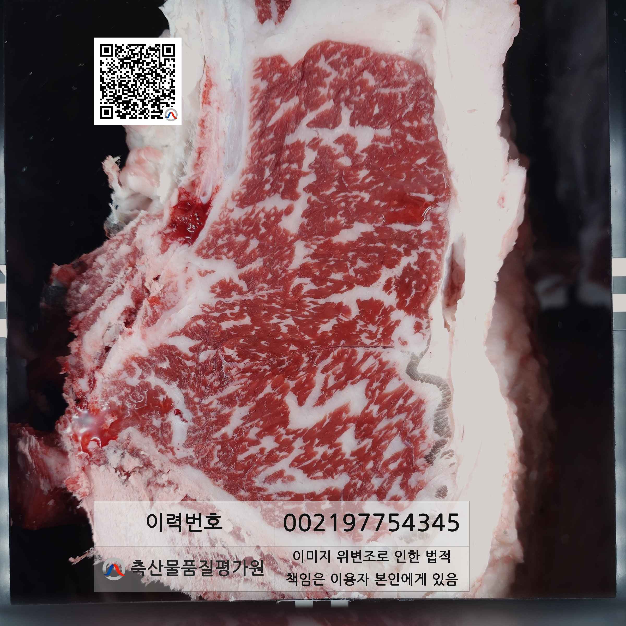 등심단면적 사진