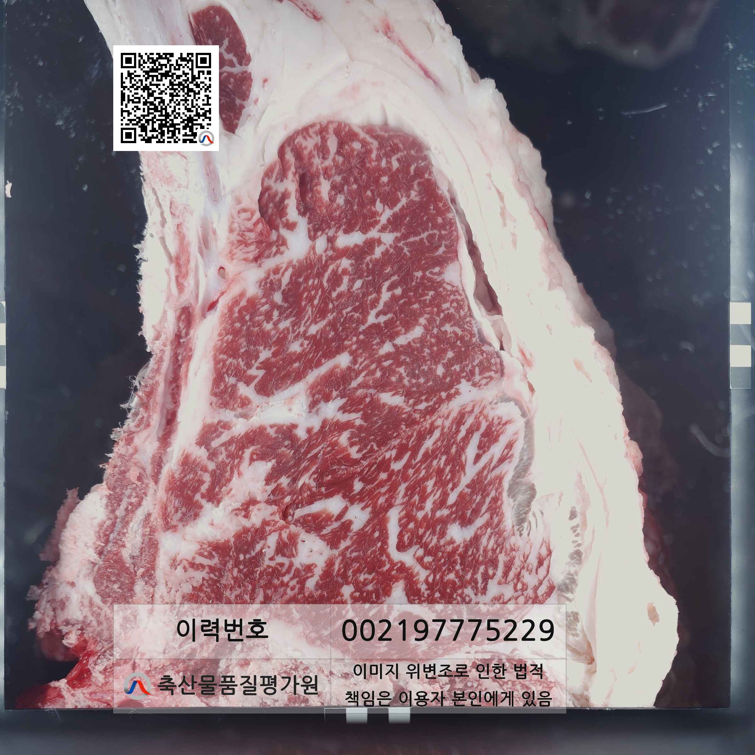 등심단면적 사진