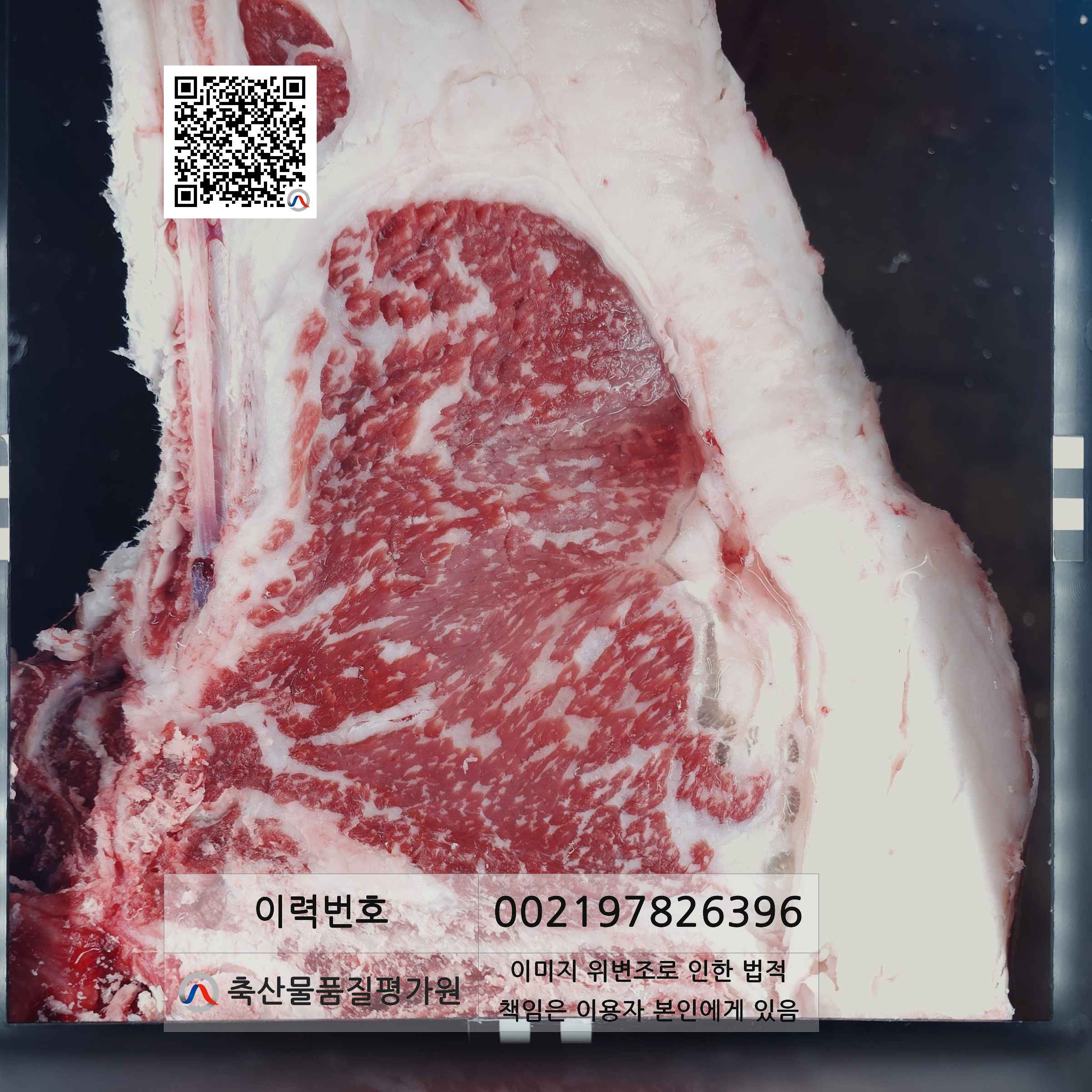 등심단면적 사진