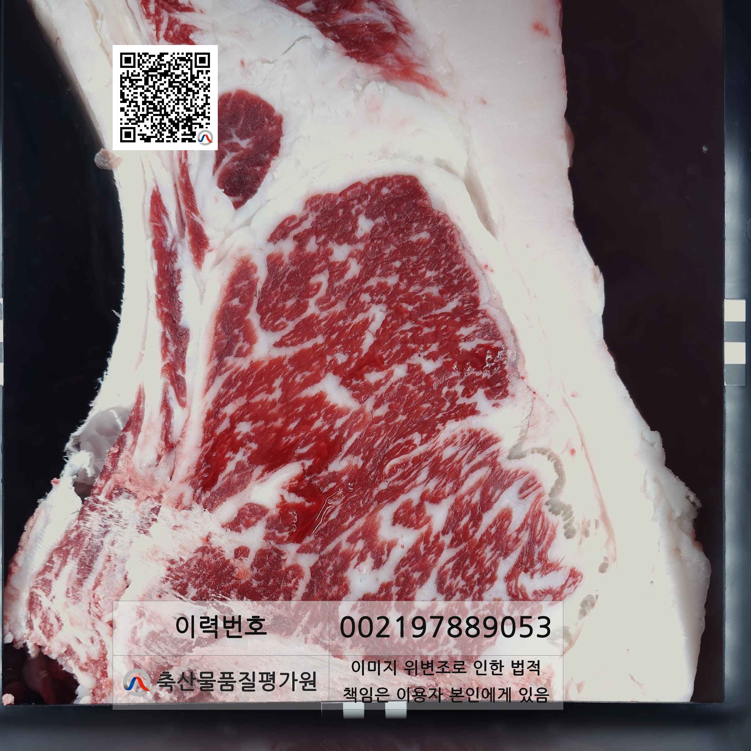 등심단면적 사진