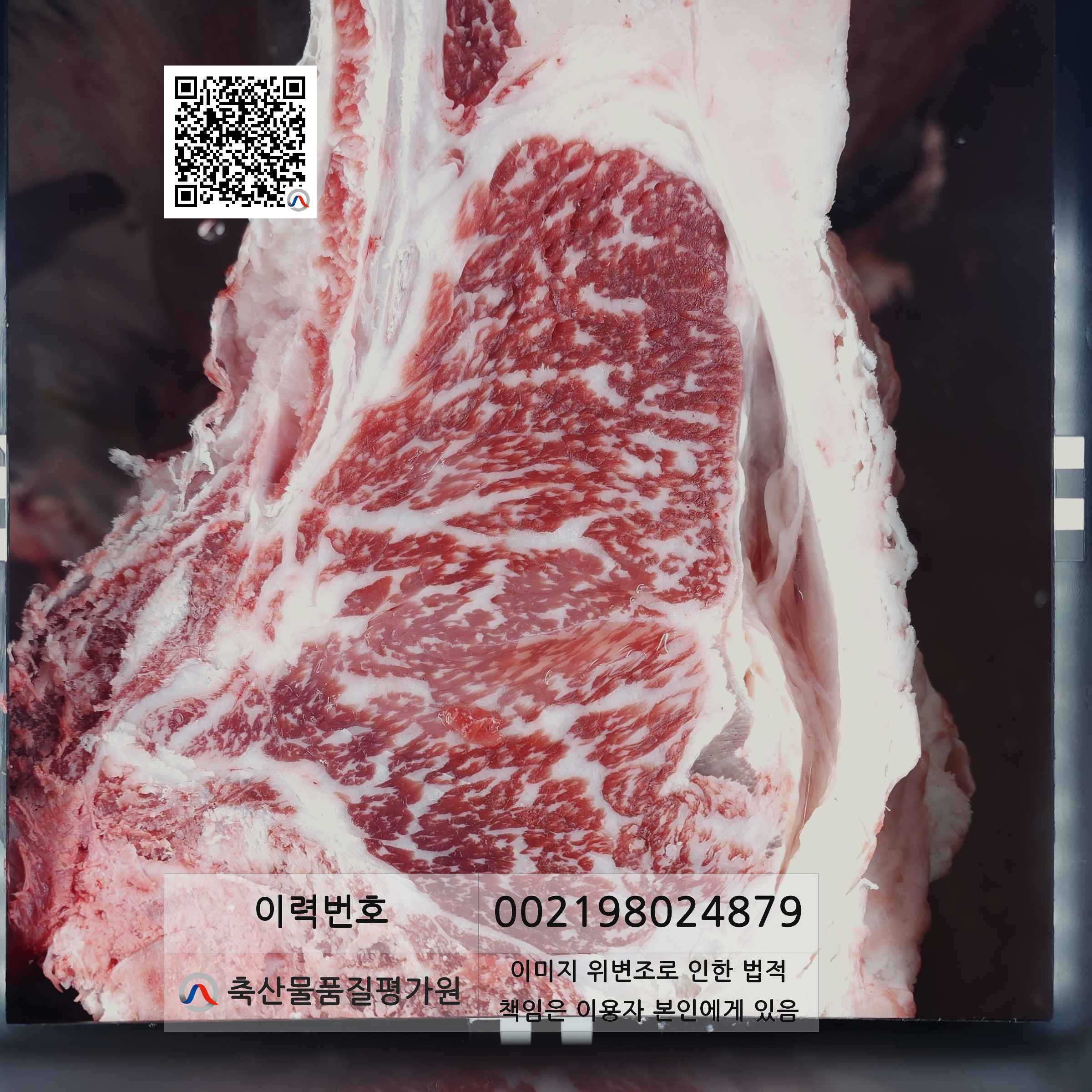 등심단면적 사진