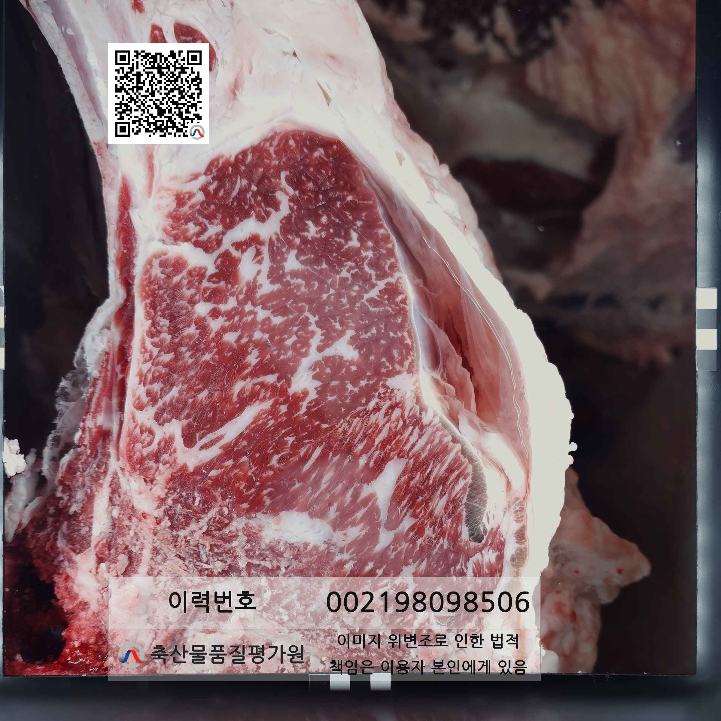 등심단면적 사진