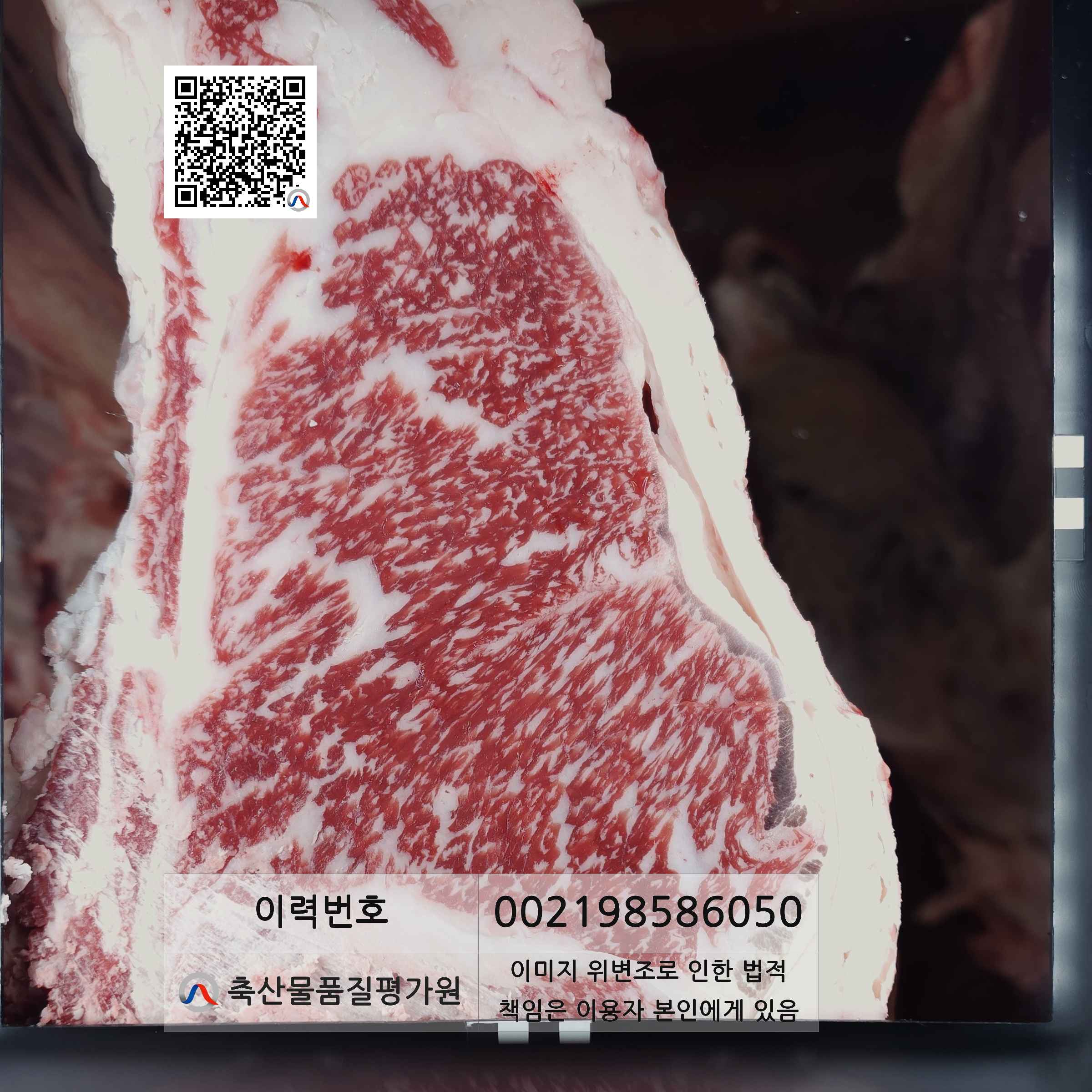 등심단면적 사진