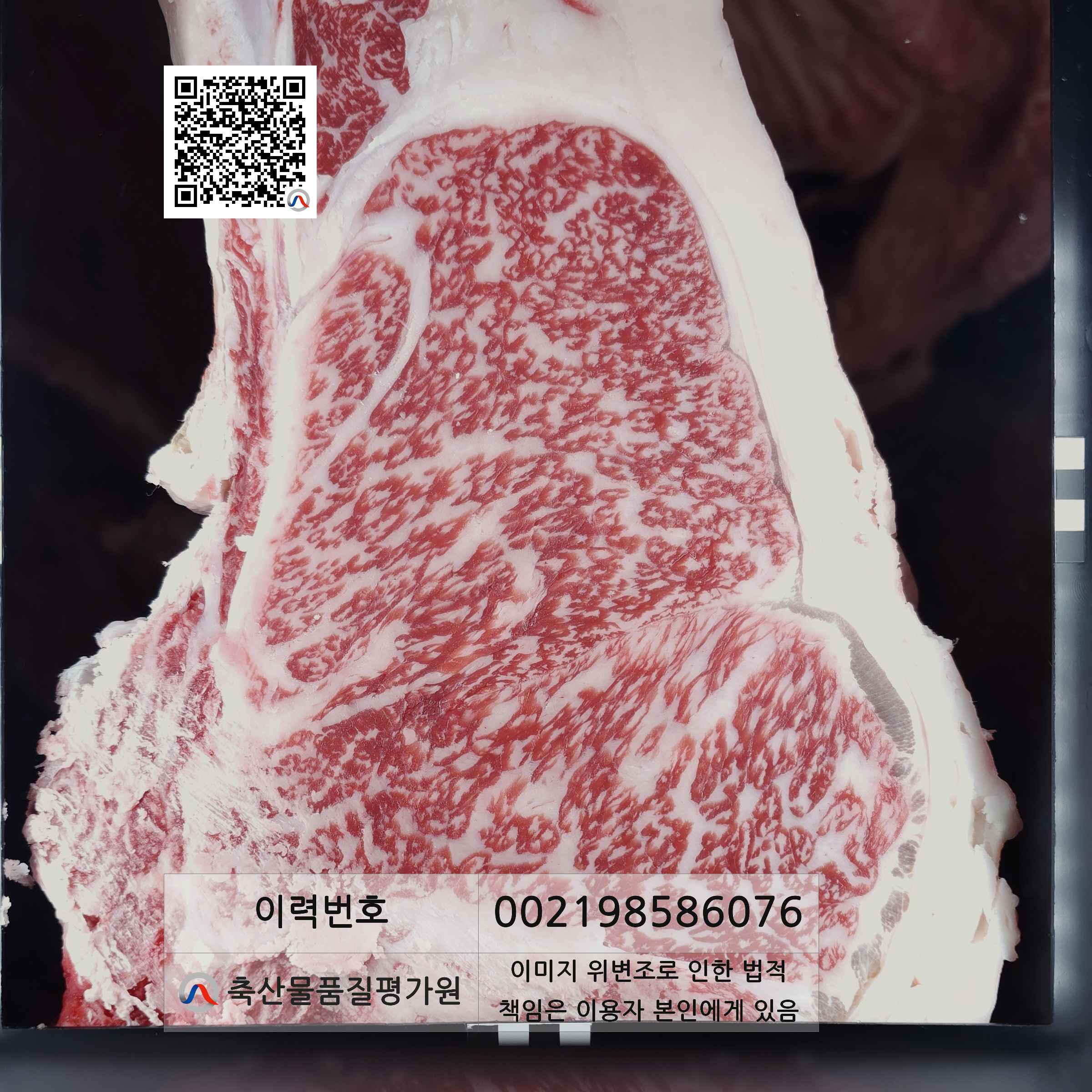 등심단면적 사진