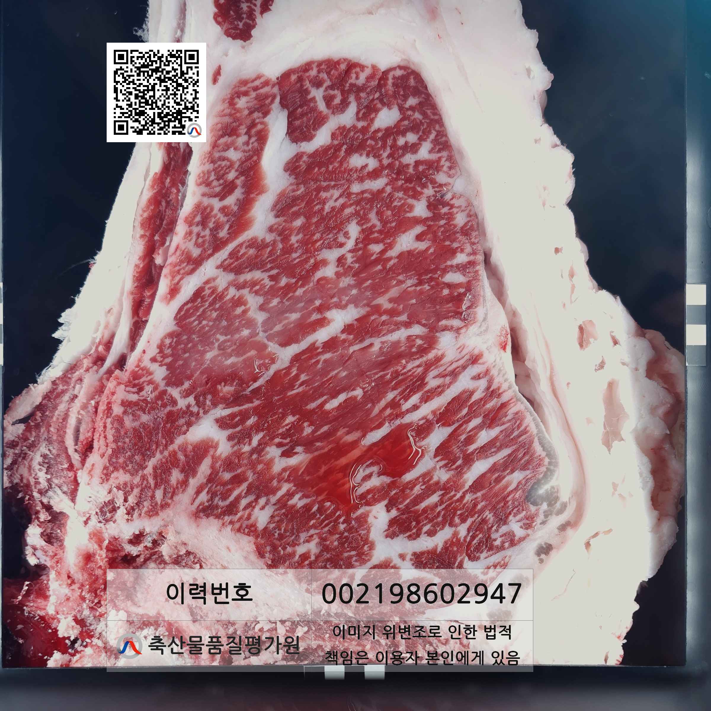 등심단면적 사진