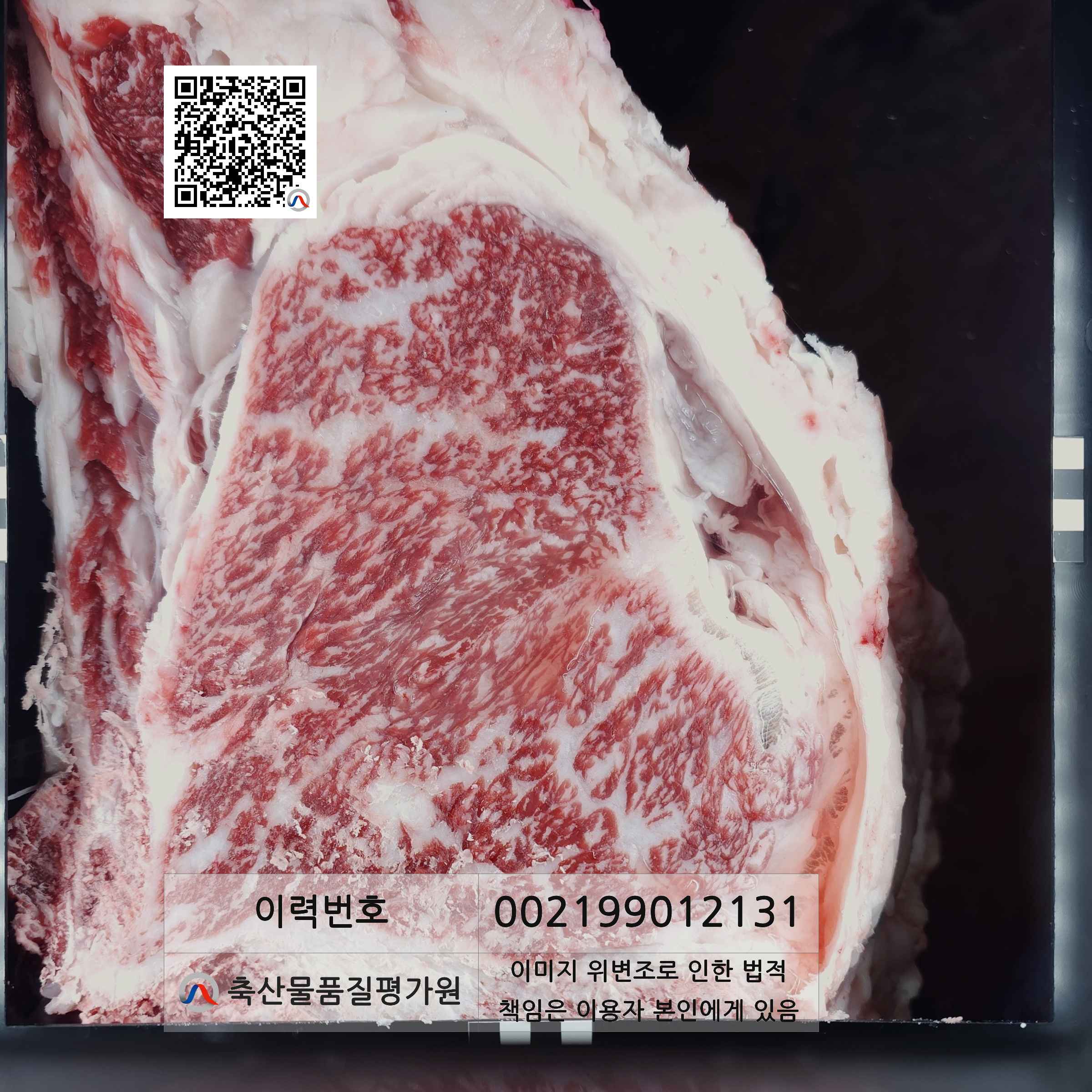 등심단면적 사진