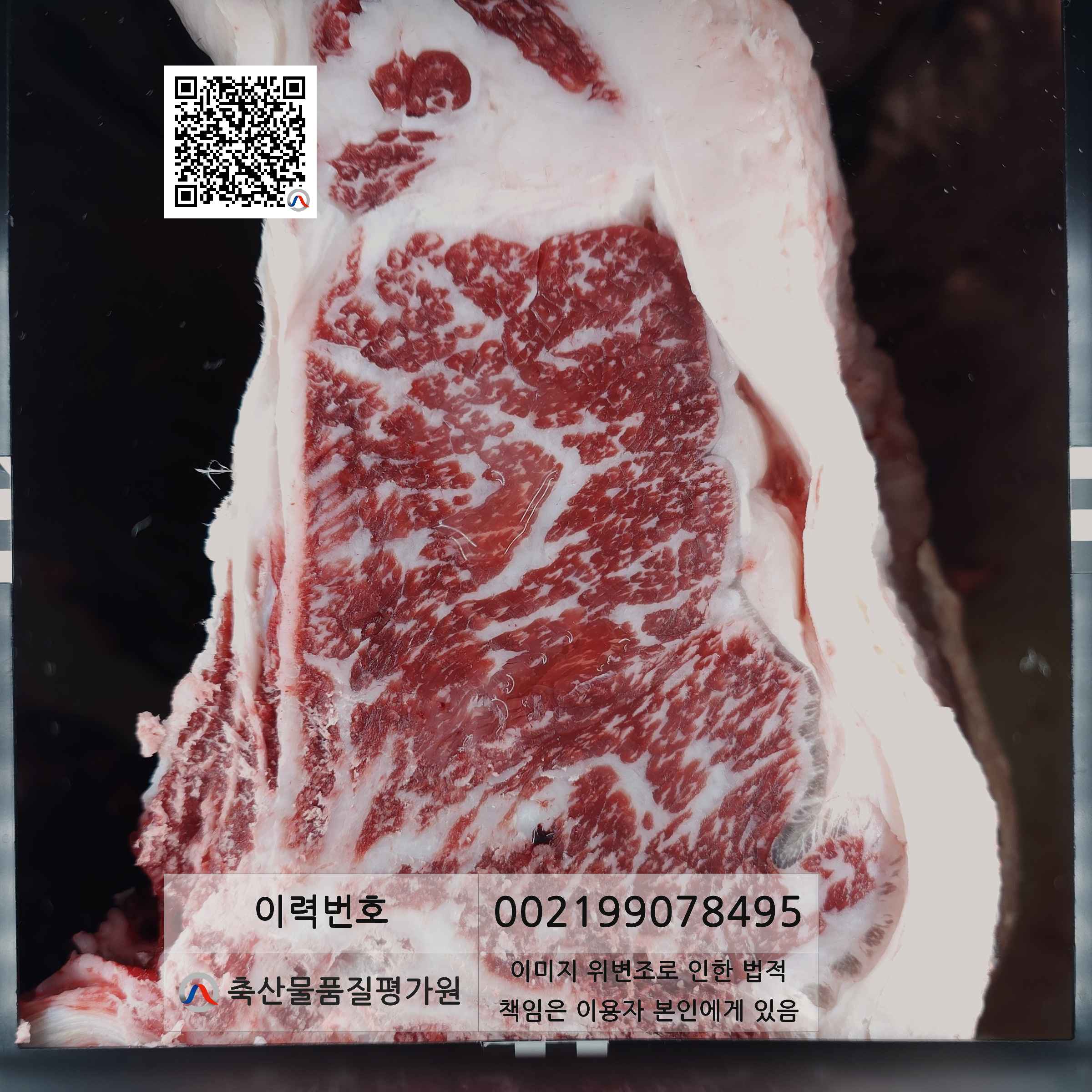 등심단면적 사진