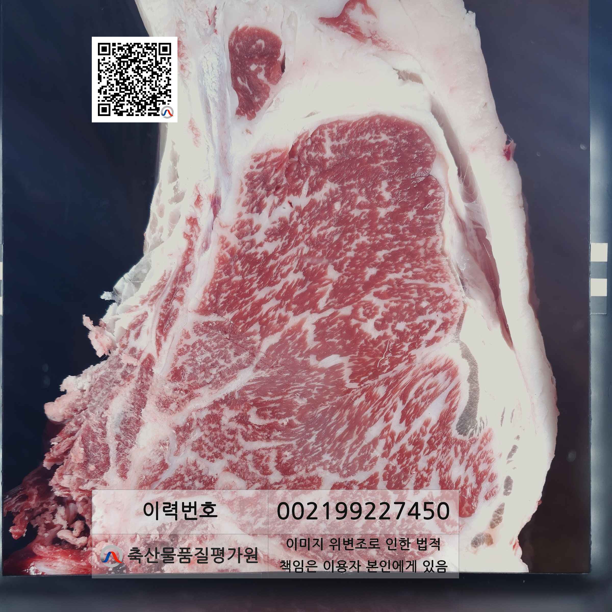 등심단면적 사진