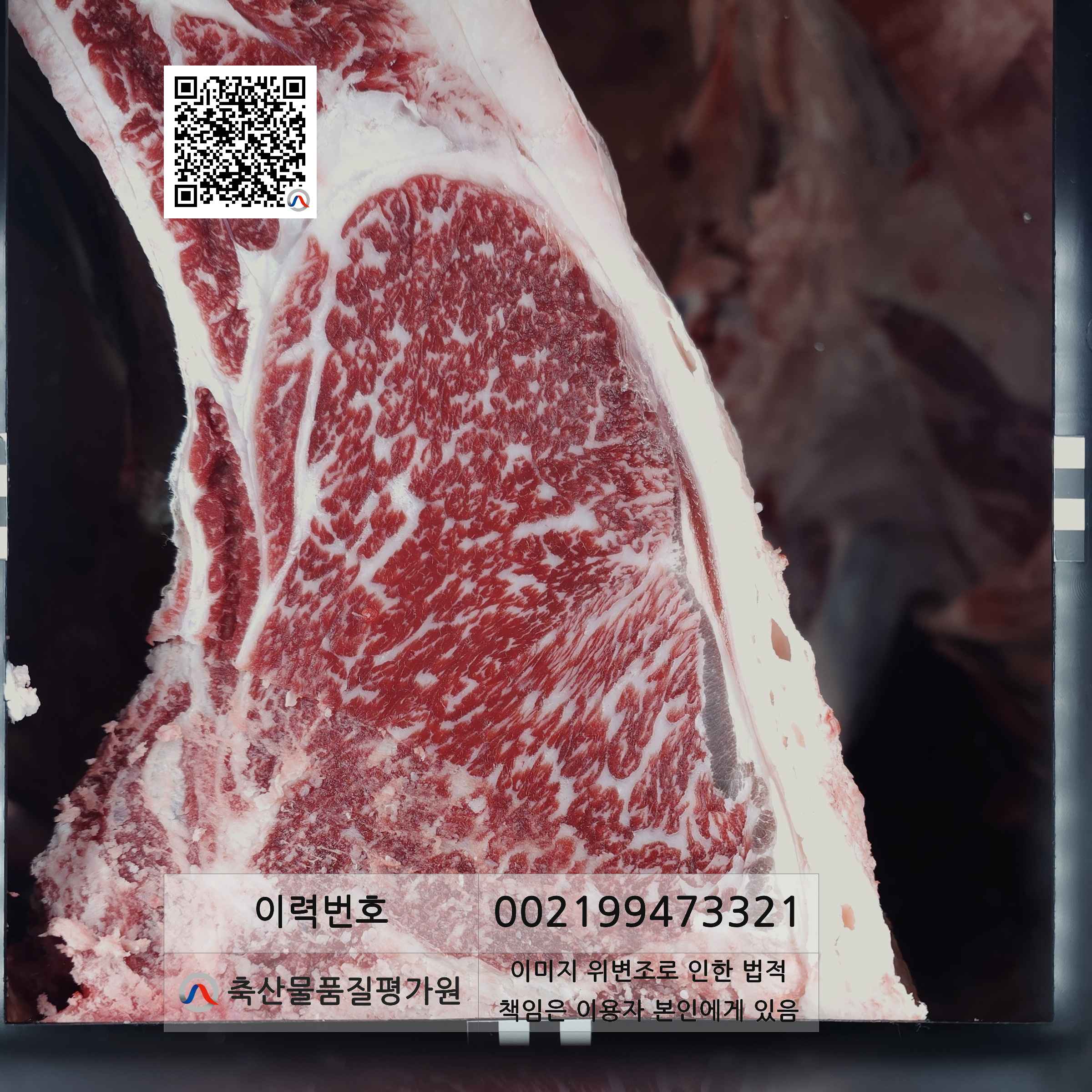등심단면적 사진