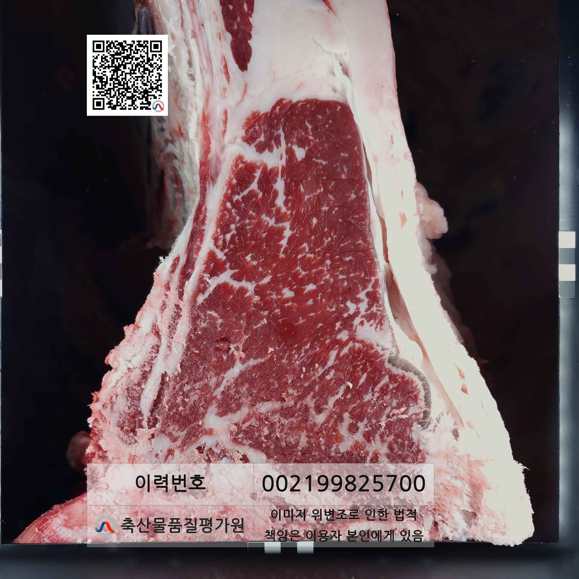 등심단면적 사진