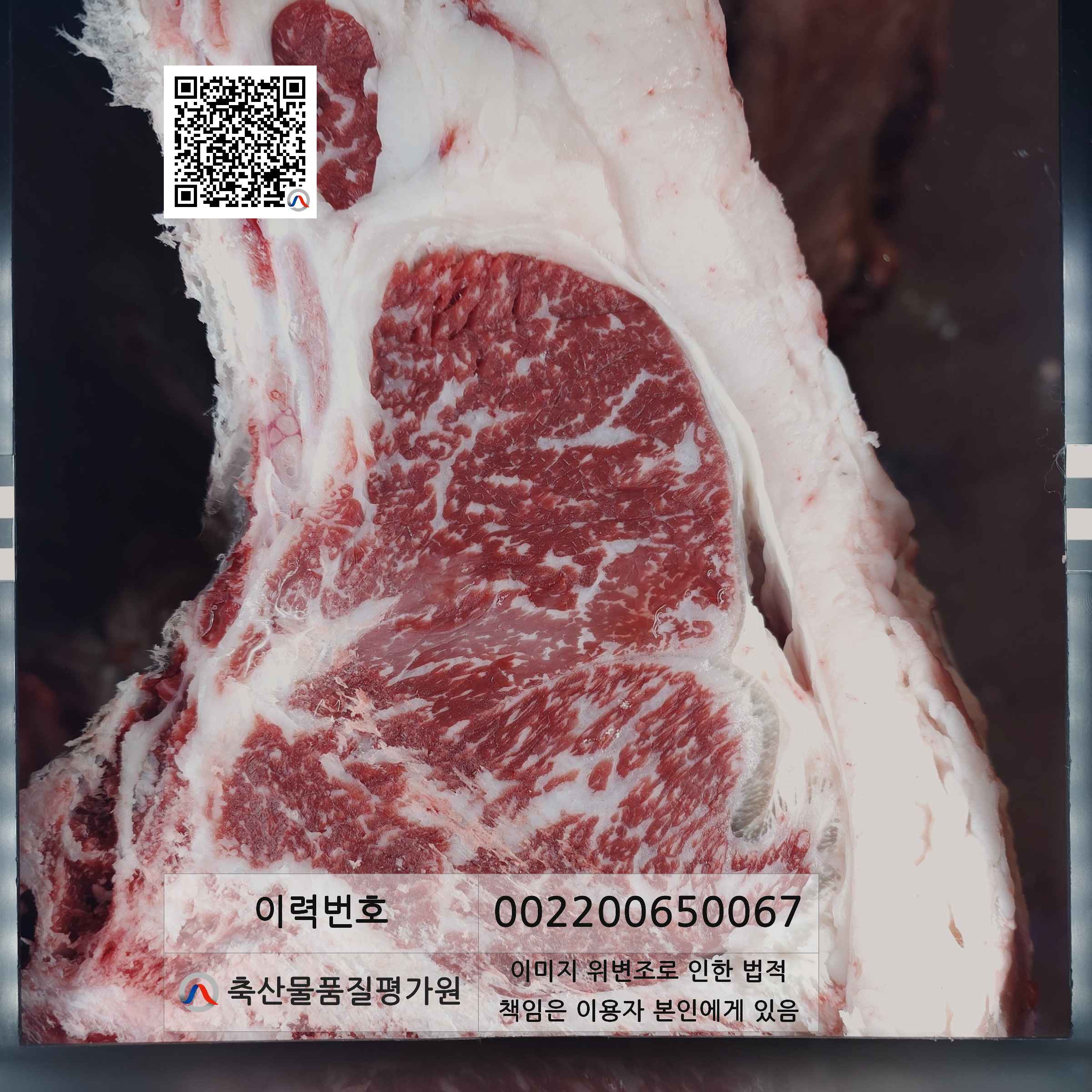등심단면적 사진
