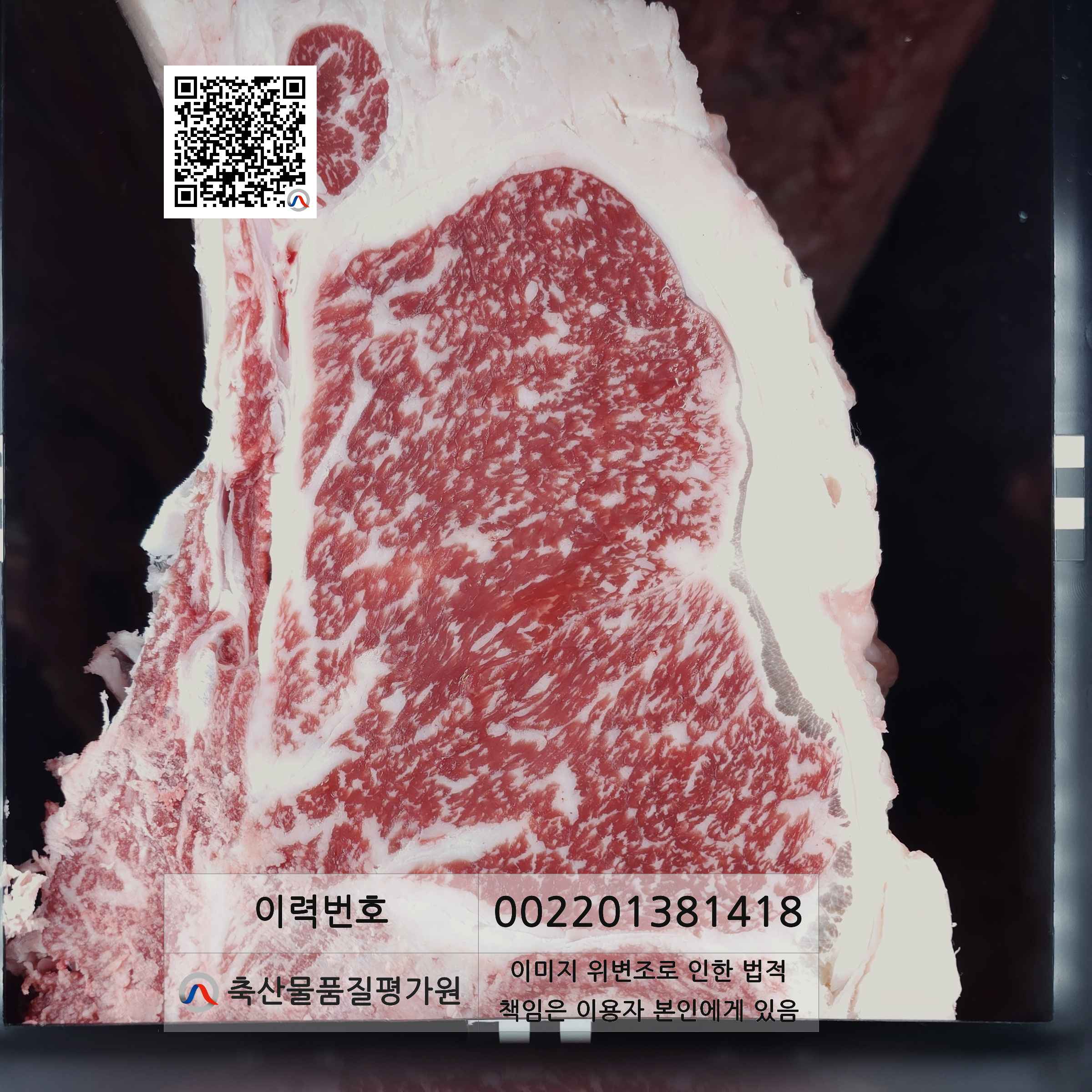 등심단면적 사진