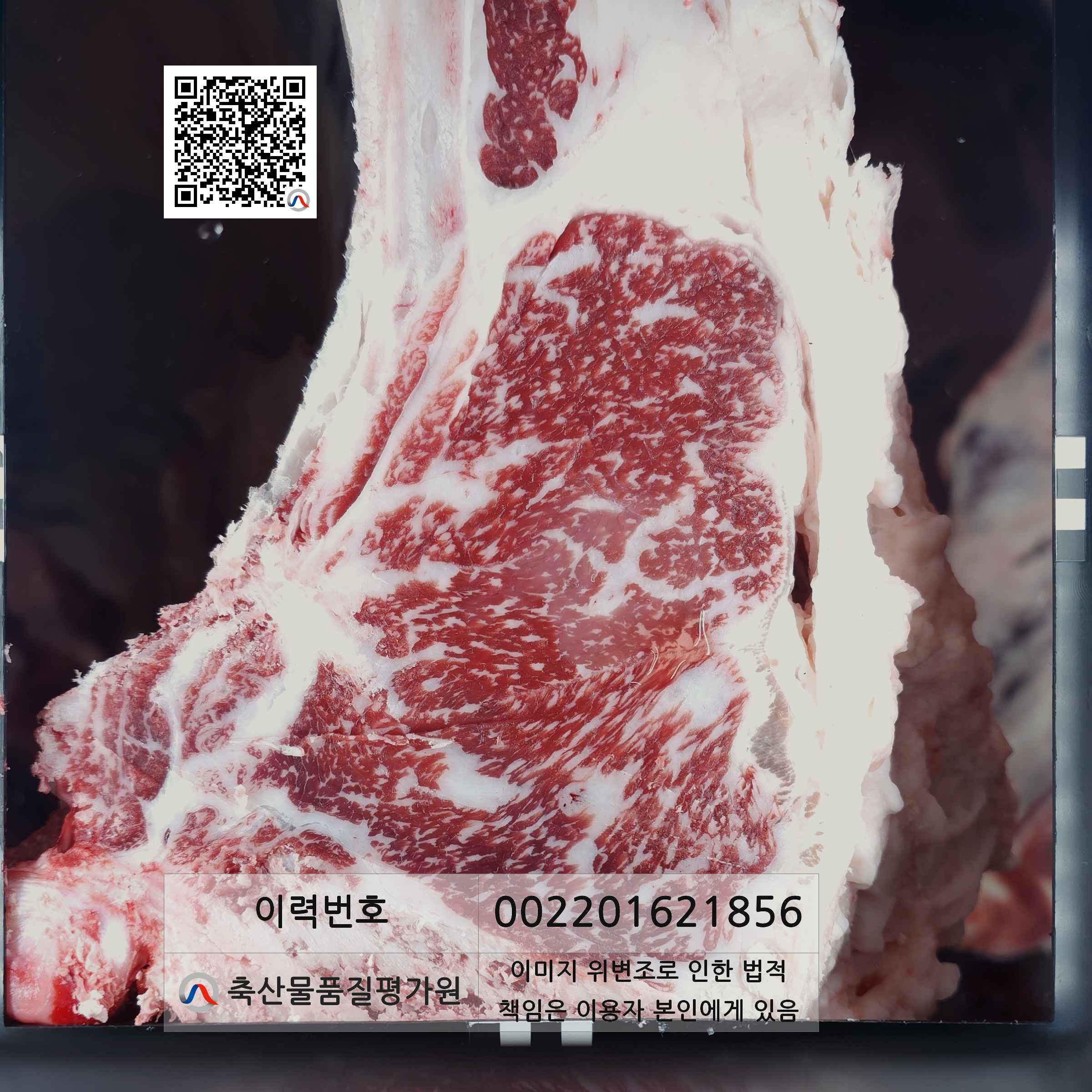 등심단면적 사진