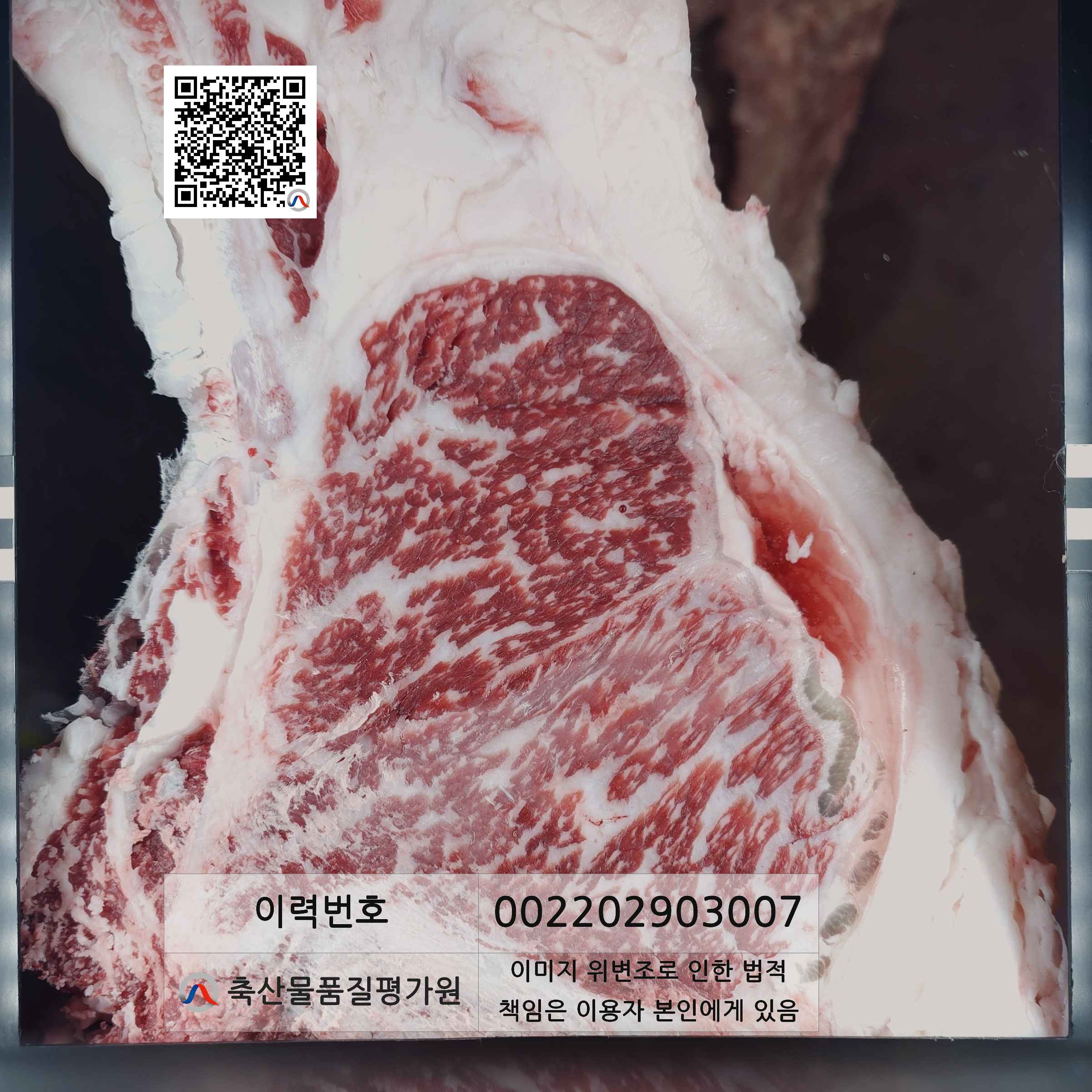 등심단면적 사진