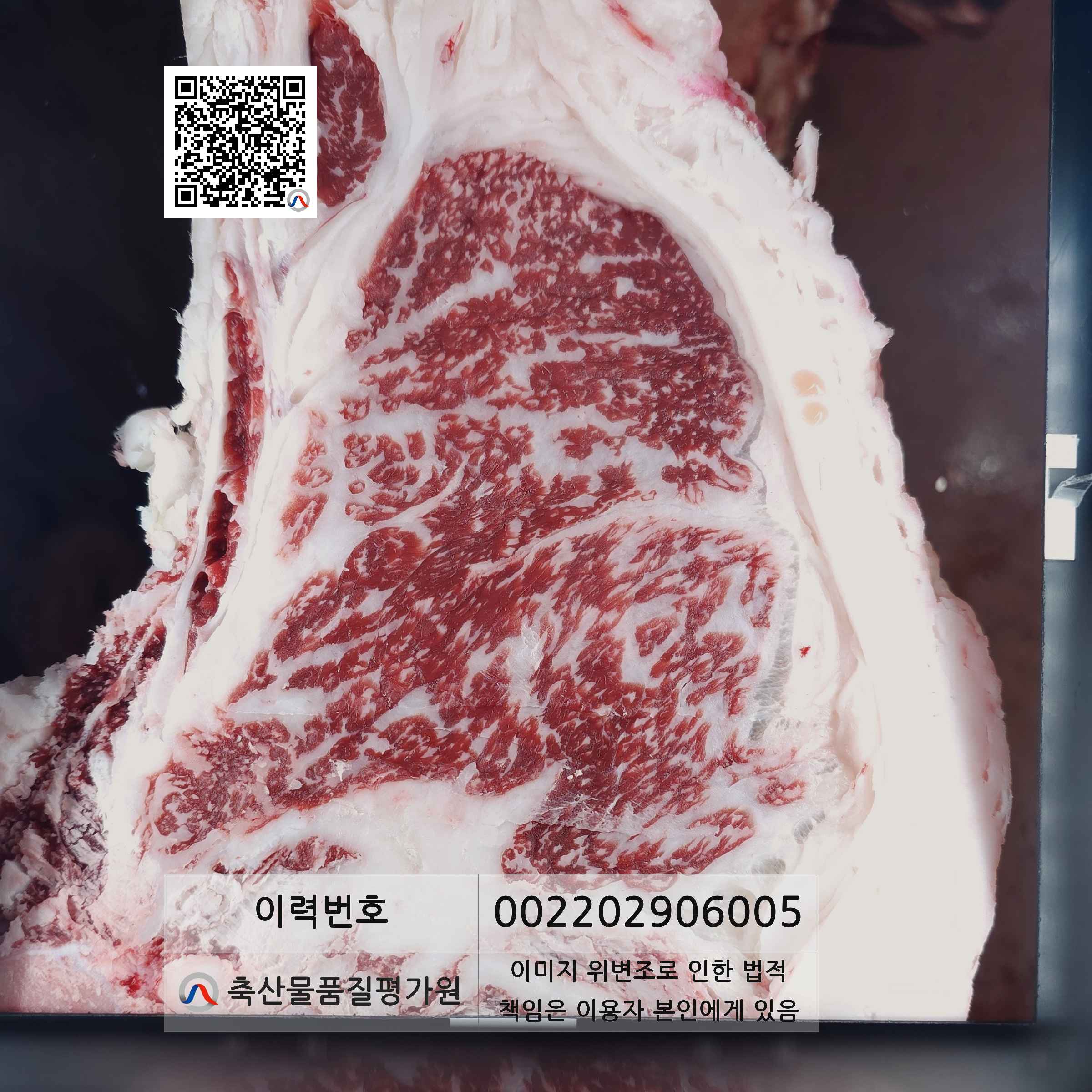 등심단면적 사진