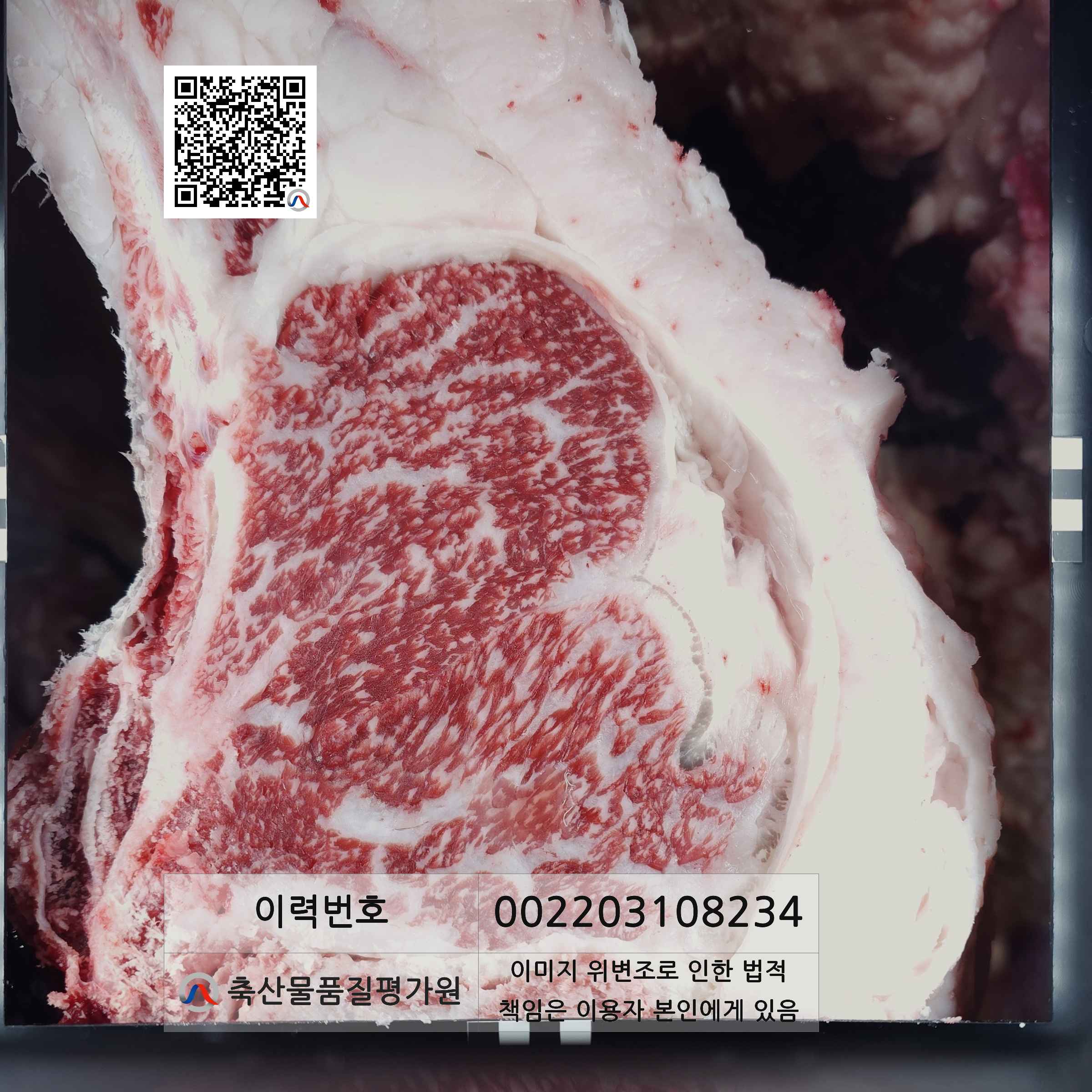 등심단면적 사진